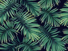 Palms